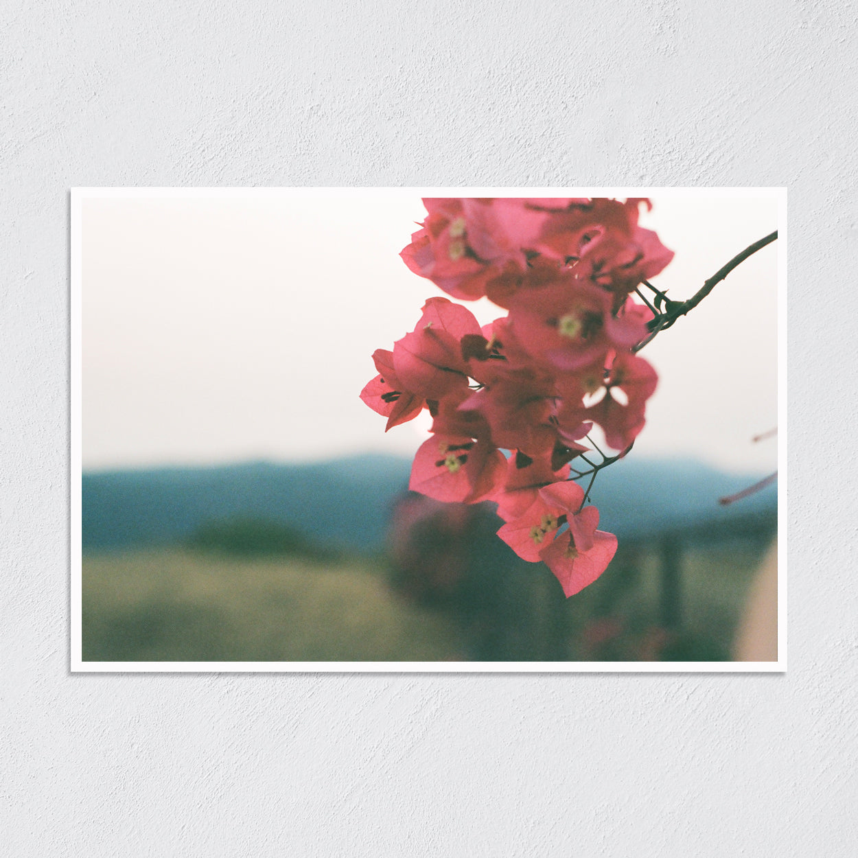 MALIBUGAINVILLEA 35mm FILM PRINT