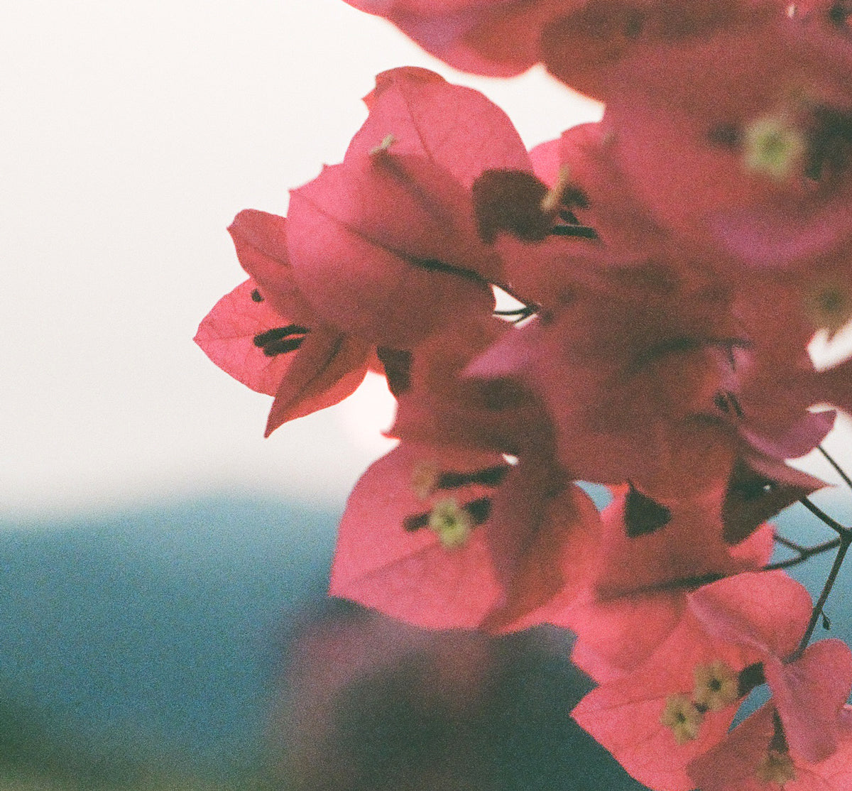 MALIBUGAINVILLEA 35mm FILM PRINT